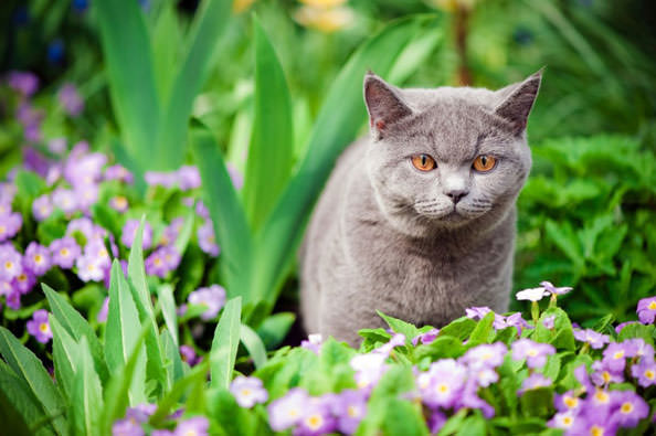 Motion detector clearance cat repellent