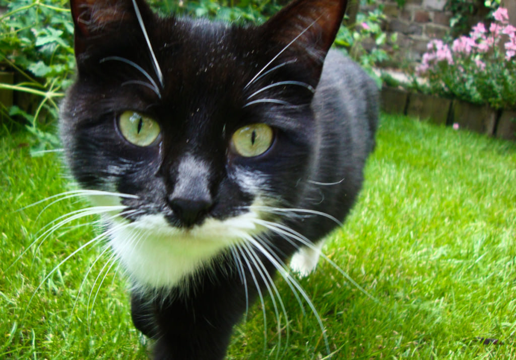 black cat in garden