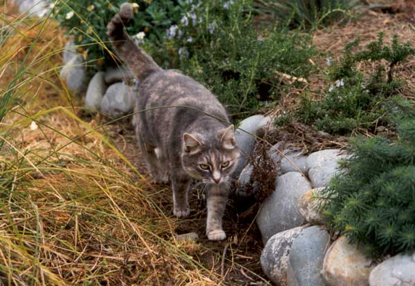 Cat poop repellent outlet spray