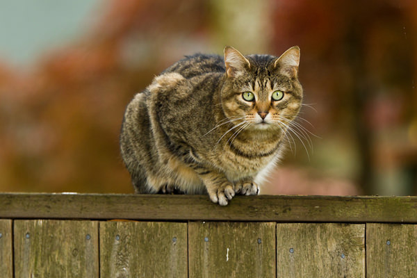 Cat 2025 on fence