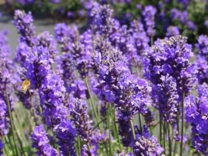 closeup lavender