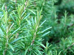 rosemary