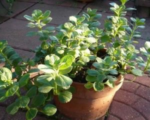 Scaredy Cat plant Coleus Canina keep cats out of your garden