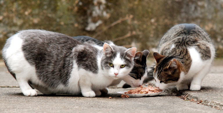 download free feeding feral cats