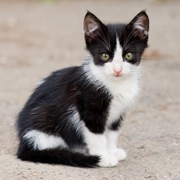 stray kitten sitting